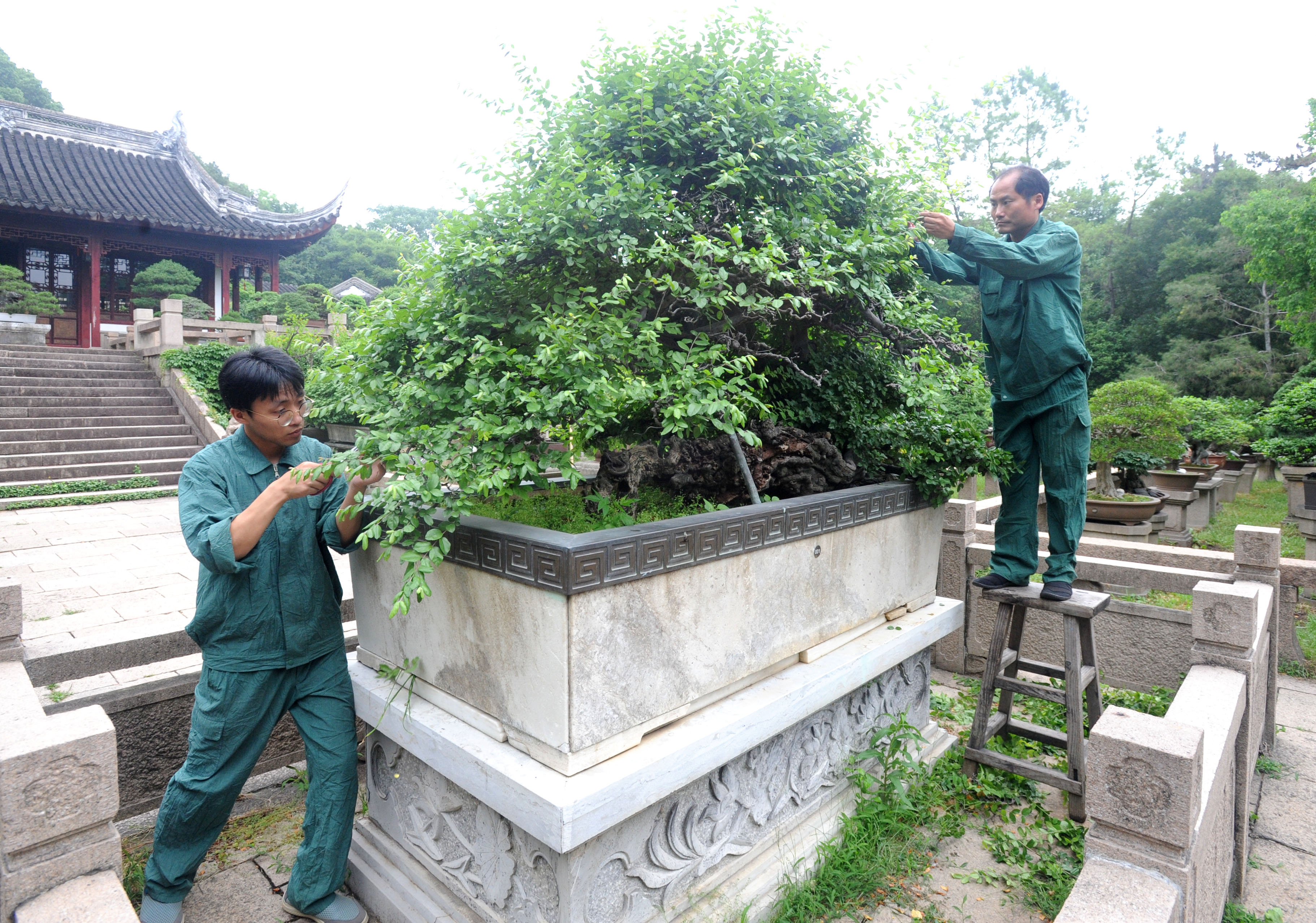 苏派盆景"梳妆" 忙