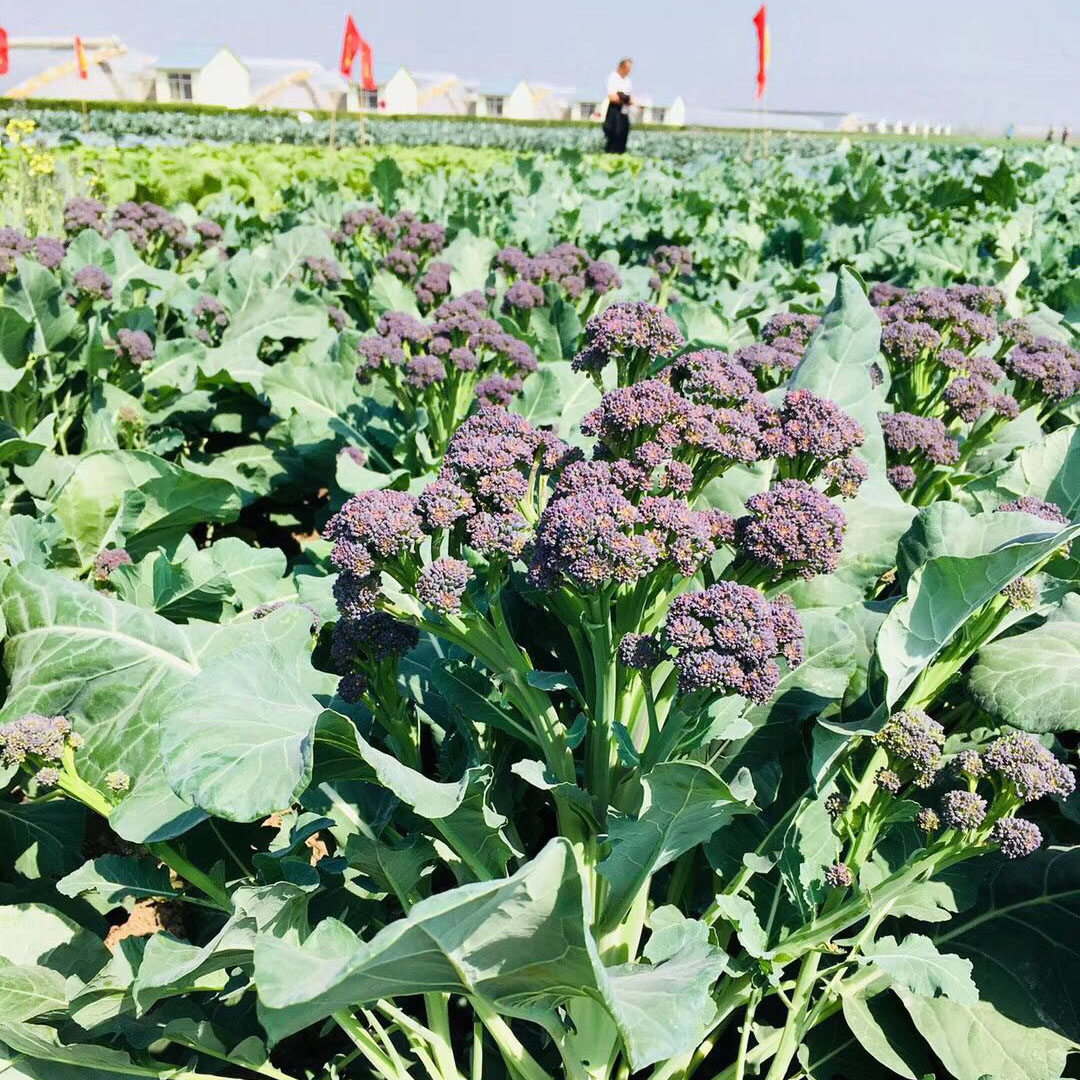 种菜新花样15种新奇的蔬菜水果你怎能错过?