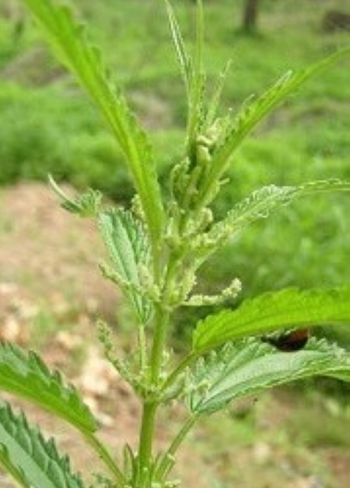 螫麻子知识科普,这些你可能不知道!