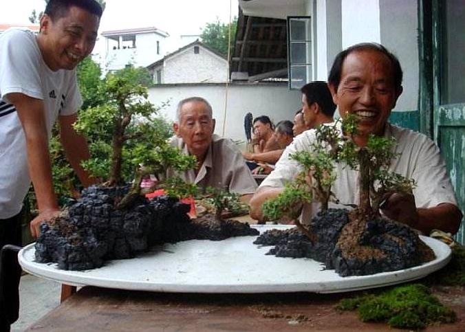牛人上山"挖石头",设计造型做盆景,铺上青苔比"榆树"还值钱