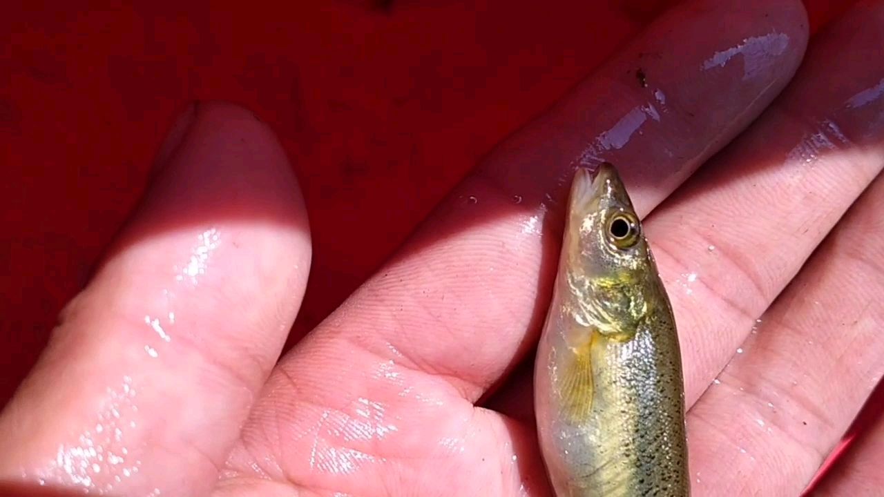 深山小溪里垂钓,只为了这个神奇古老的鱼种,大家有认识的吗