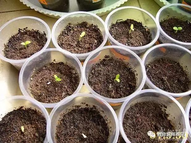 这2种花,撒粒种子到盆里就活,花期300多天,一年四季有花看!