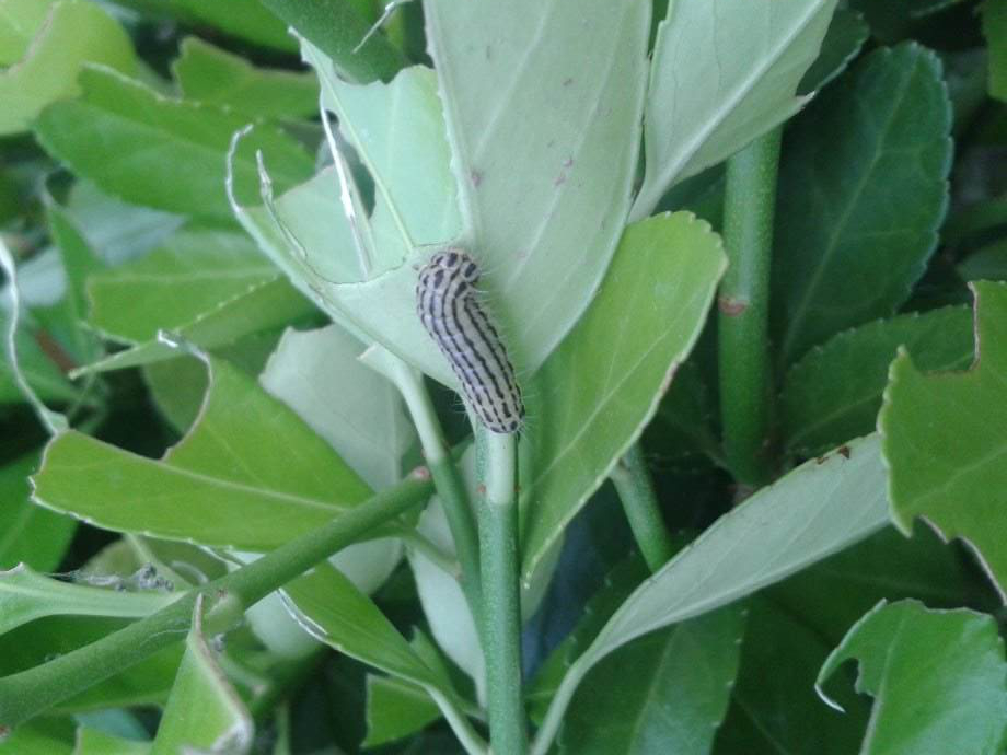 想要大叶黄杨斑蛾防治效果好,必须在这几方面下功夫!