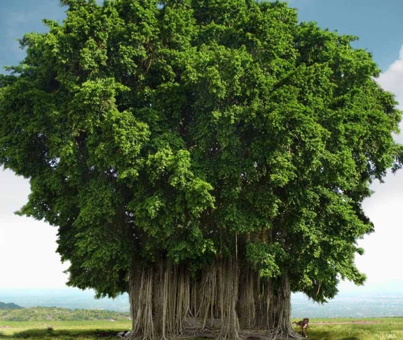 美图:这组树木的生命力可是超级的强大