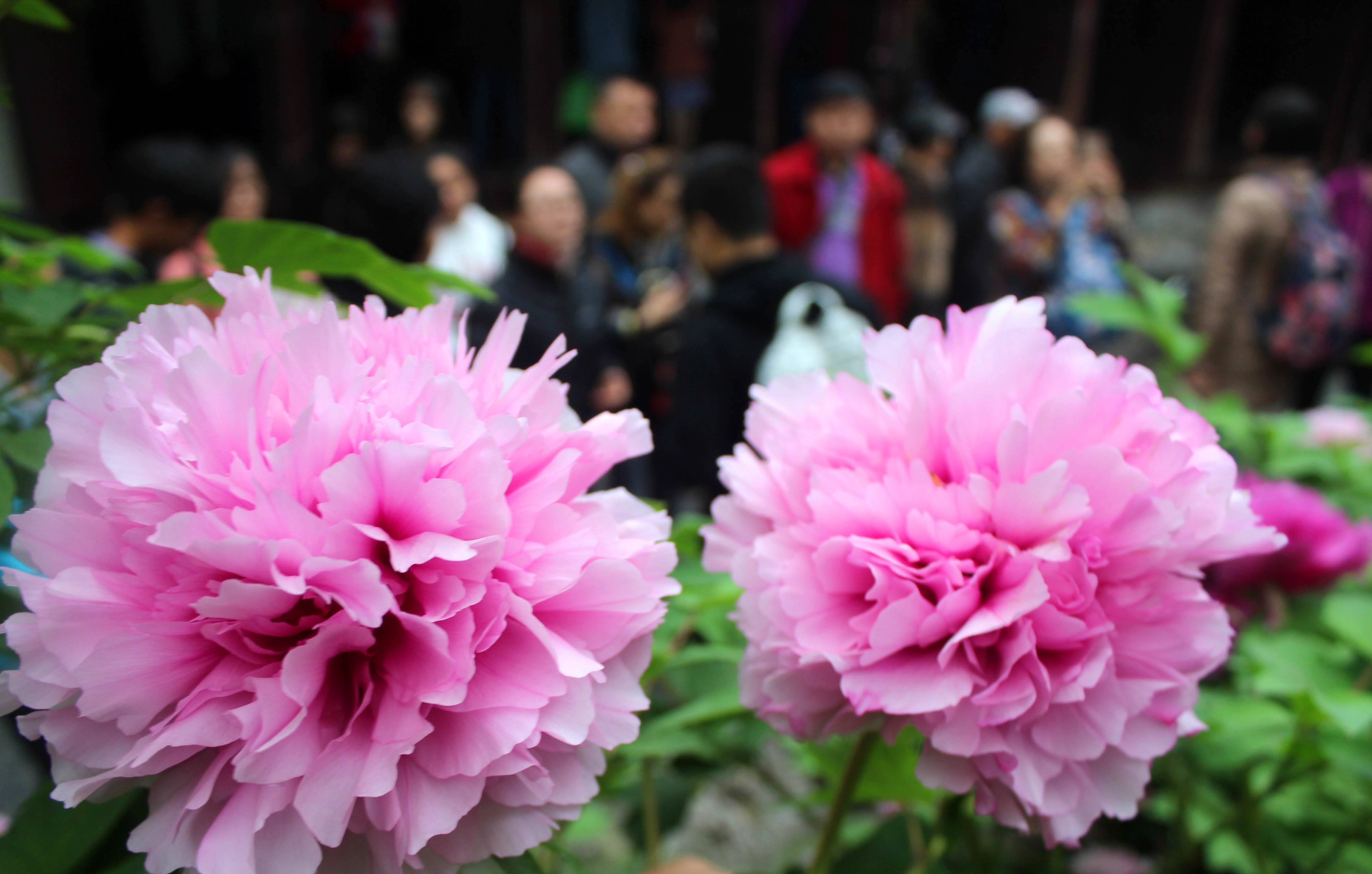 苏州留园牡丹争艳(2)