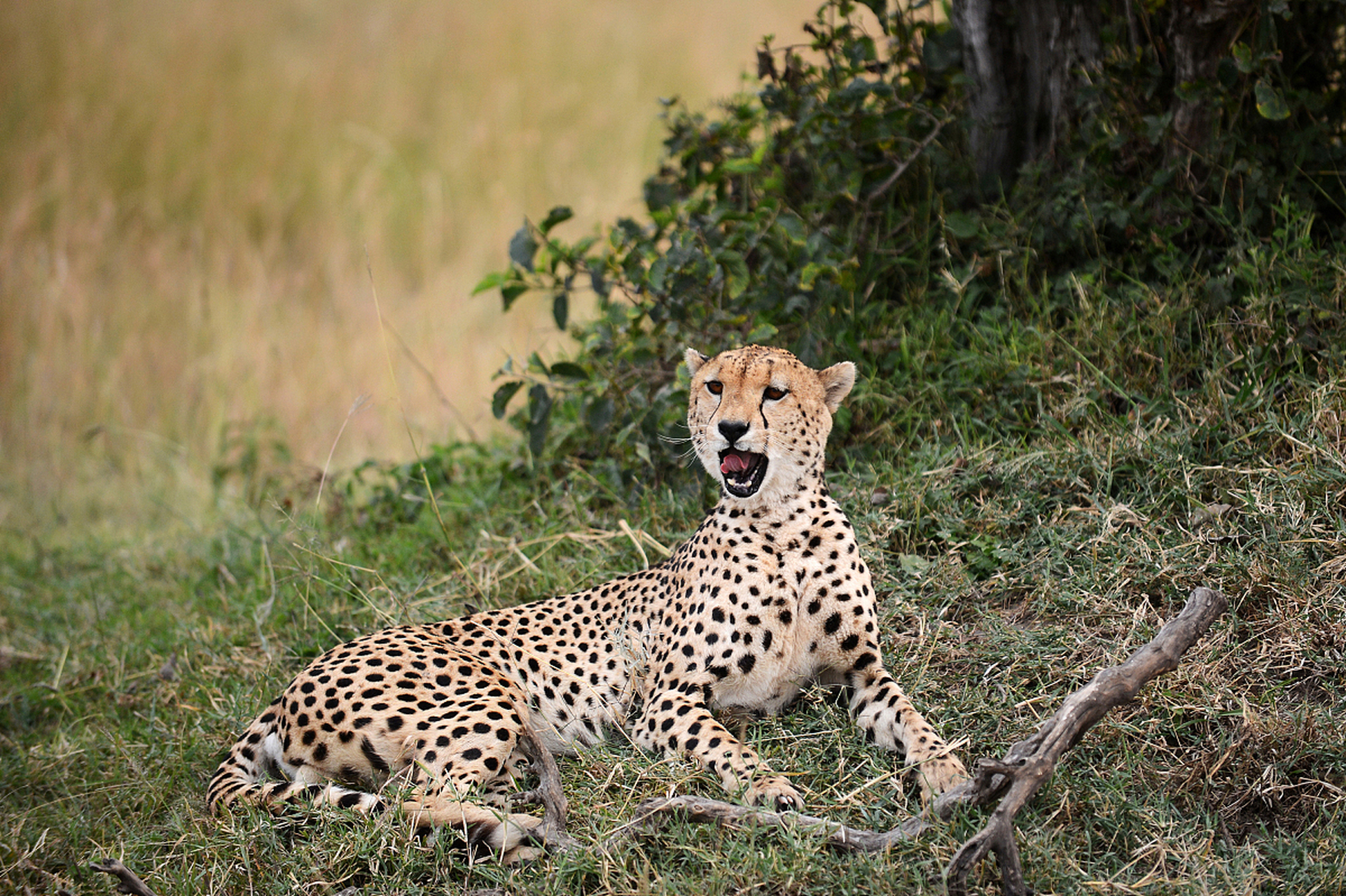 豹子的斑纹如同沙漠中的谜团,每一步都藏着无尽的奥秘.
