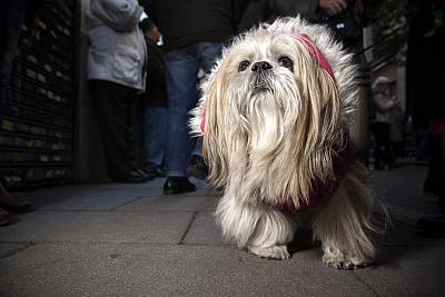 拉萨犬体型不大,适宜在家庭饲养,并且能成为很好的