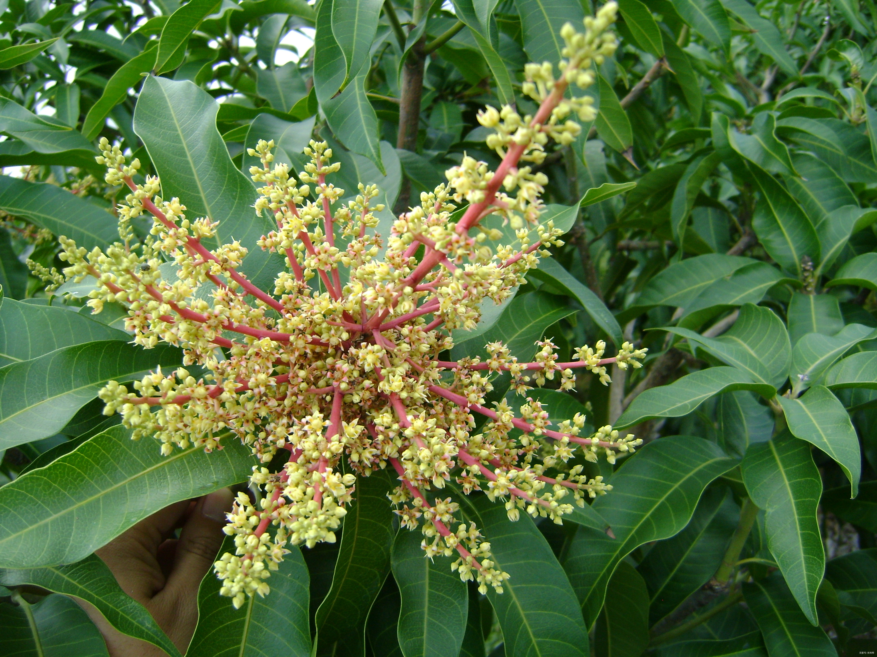 芒果樹開花 轉載自百家號作者:農科幫