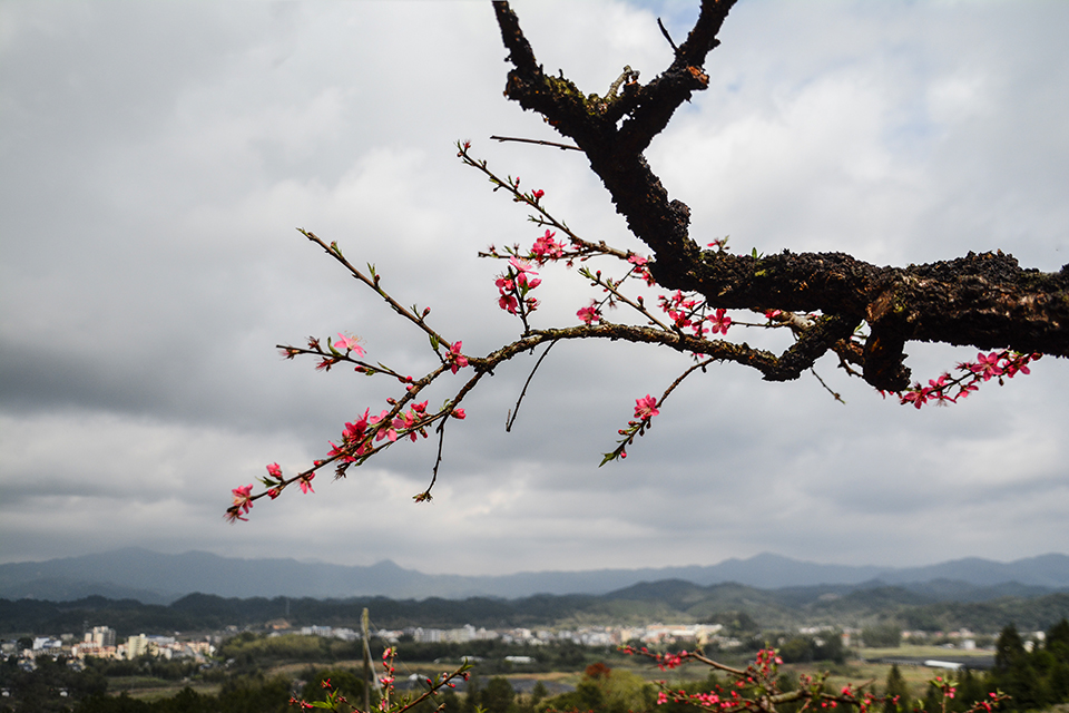 植物风光,吕田鹰嘴桃花