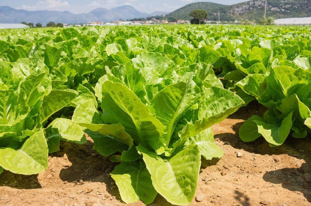 莴笋种植技术. - 2020年最新商品信息聚合专区 - 百度爱采购