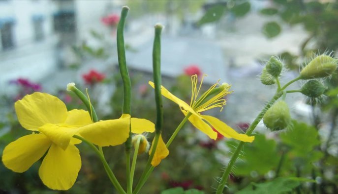 人称"人血草",内含红色"血液",民间用它治外伤,遇到请珍惜