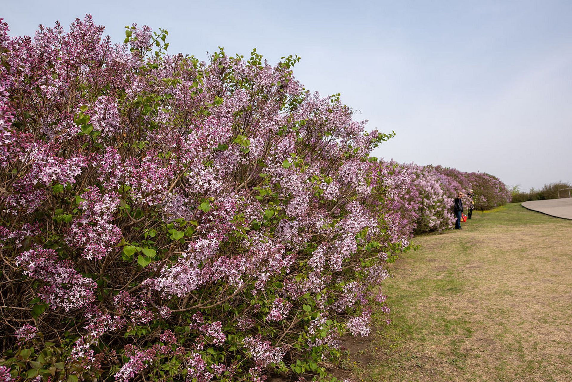 初夏时节,内蒙古阿拉善盟境内的贺兰山脚下,丁香花肆意绽放,圆锥状