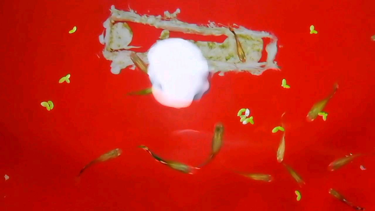 自制孔雀鱼产房,只要2元钱成本,简单又好用!提高孔雀鱼苗生存率