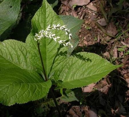 植物小百科:關於四塊瓦你不得不知道的知識!