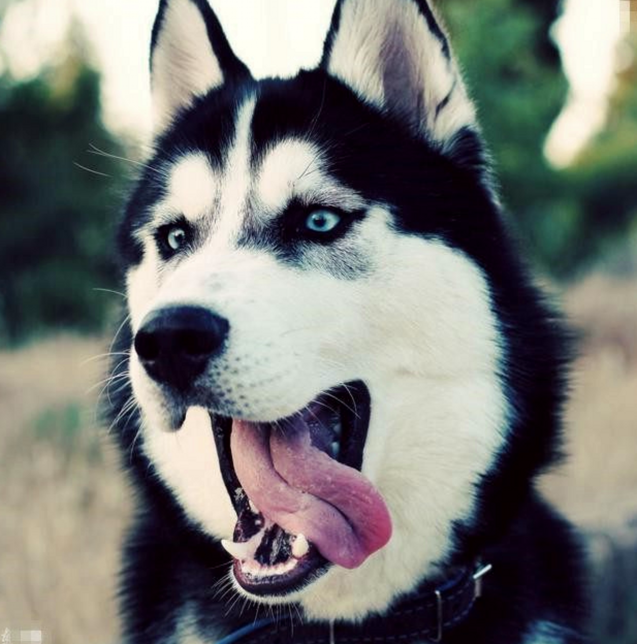 看来偷狗贼实在受不了了就把它给送