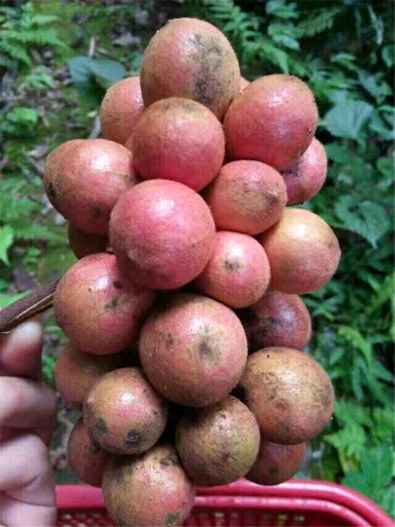 这个是酸丢子,还没成熟是青色的,吃在嘴里超级酸