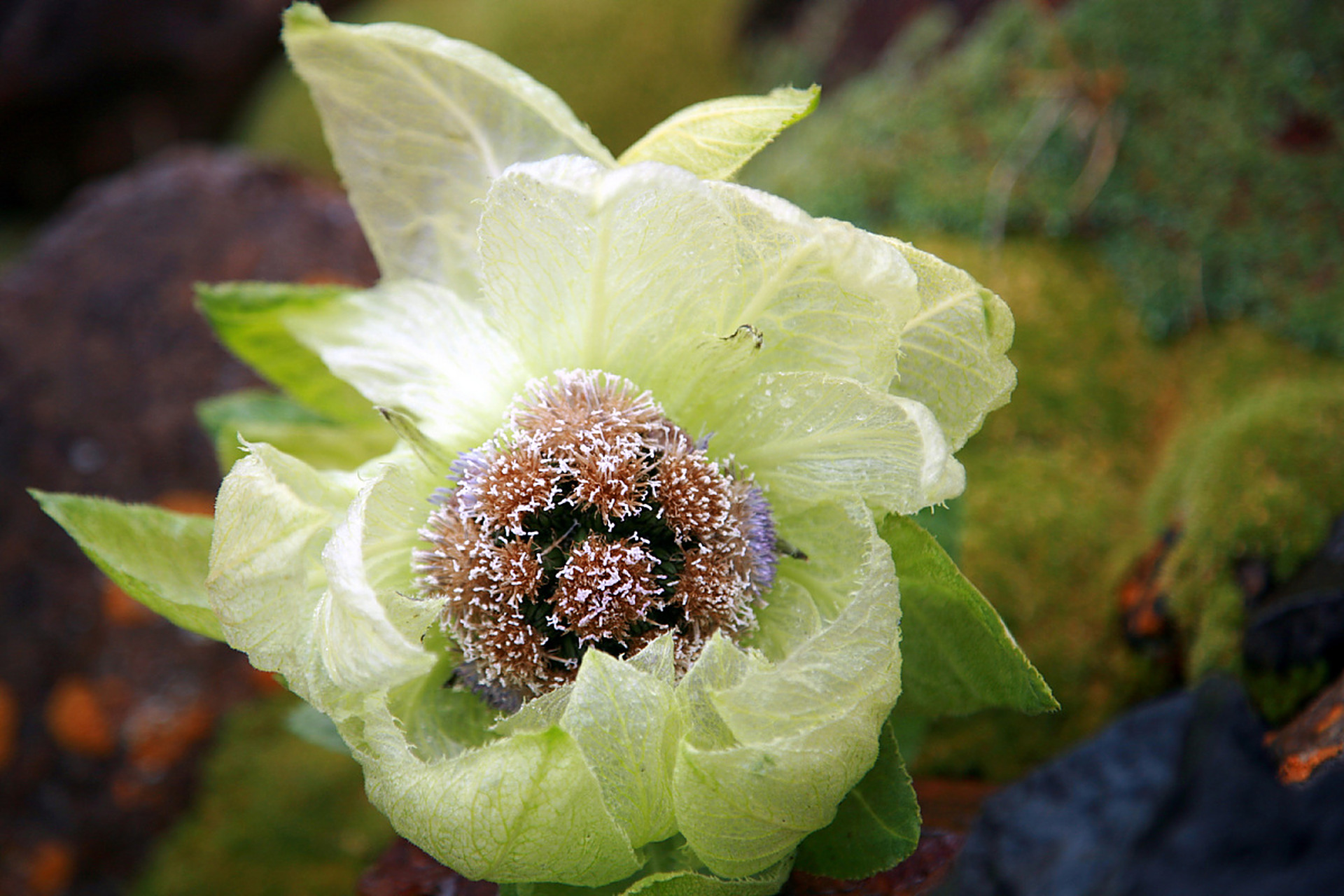 七绝/雪莲            文/白荷         其一  傲立冰峰素色寒, 雪莲