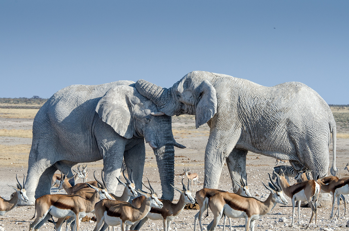 white elephant 白象?