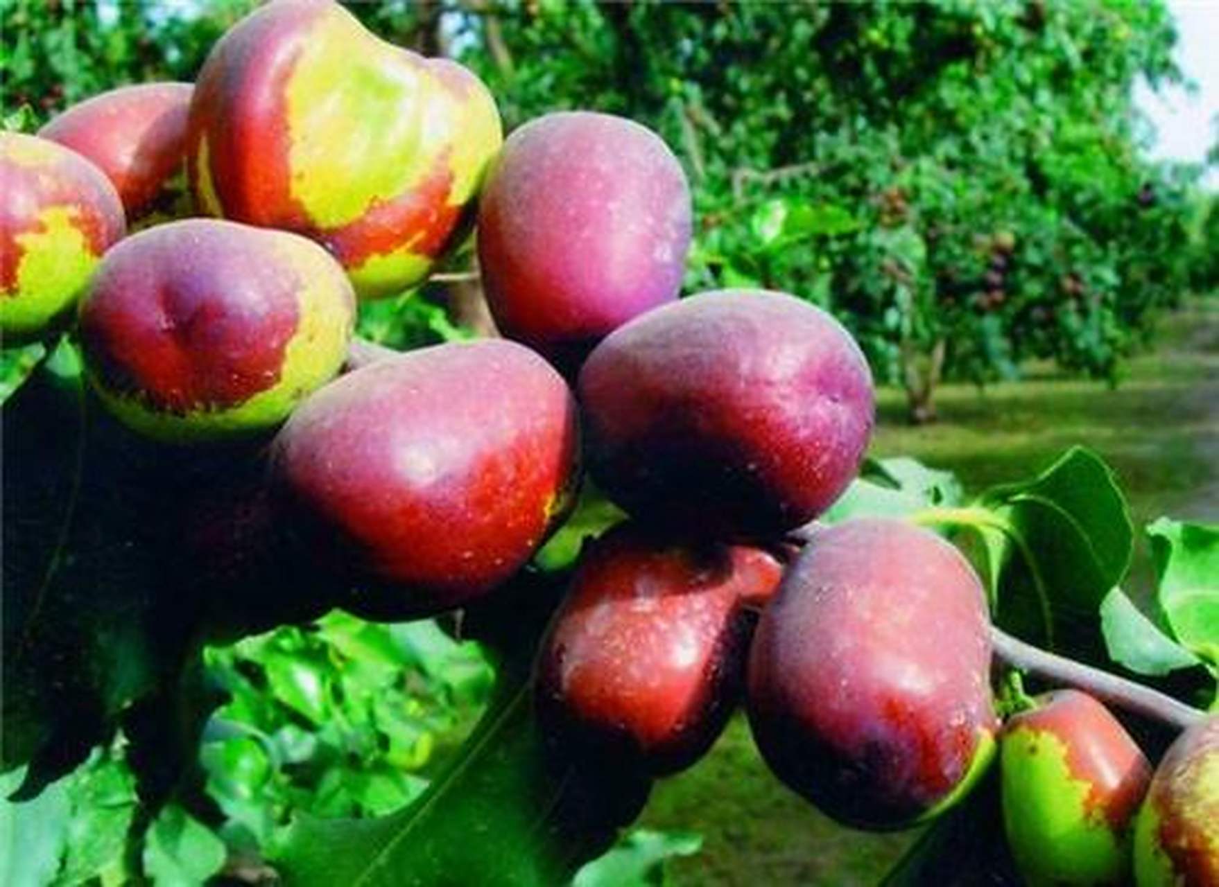 百城百味#又名赞皇大枣.产于河北赞皇.