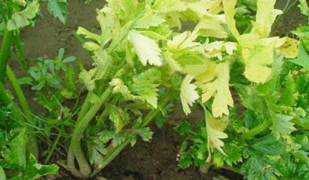 芹菜根结线虫病的发病原因以及防治措施