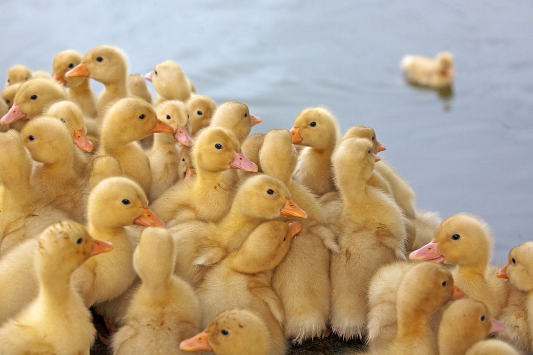 业发展的也是比较迅速,很多农民朋友依靠养鸭子走上了发家致富的道路