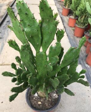 千手观音仙人掌的四季养护方法,牢记1个关键点,枝叶繁茂特简单