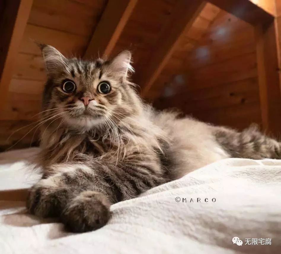 日本猫皇「搞笑吃货嘴脸」