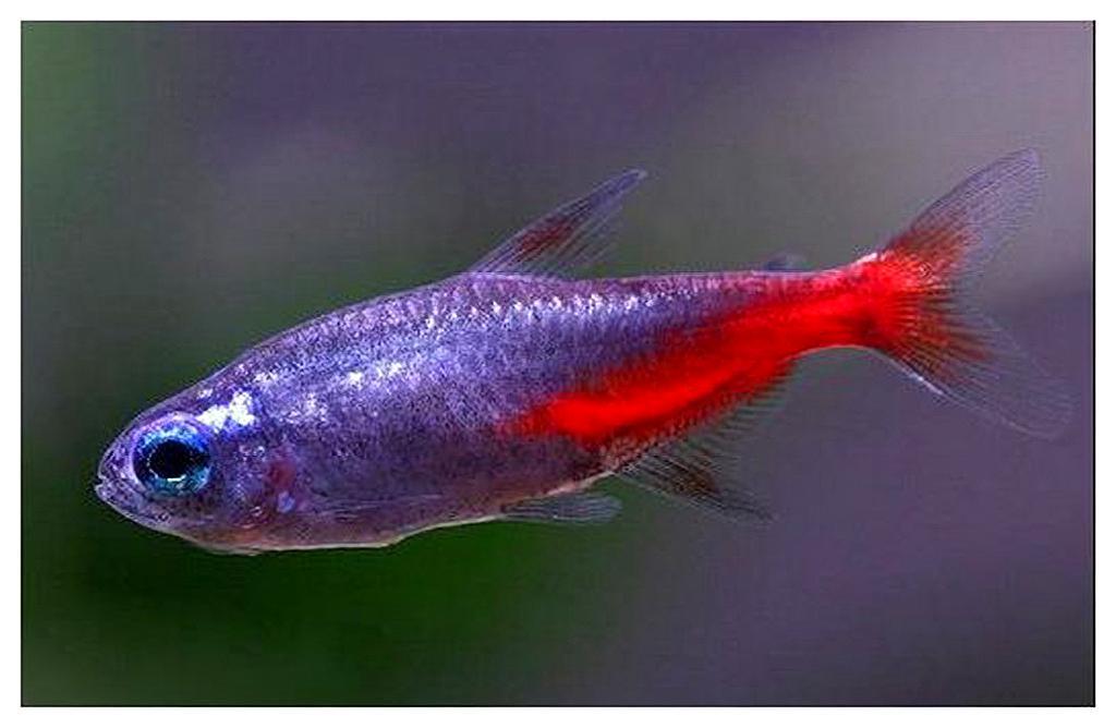 日光灯鱼饲养时注意这些细节,再也不会养出病鱼,你都了解吗?