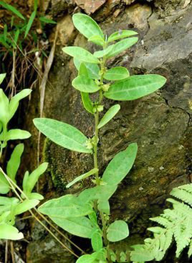 农村植物介绍之——大金牛草,全国少数省才有,作用却很大的植物