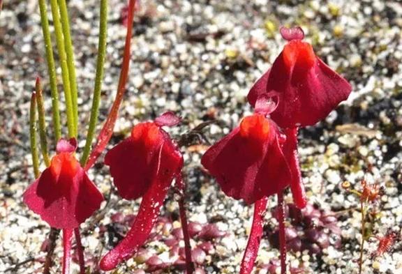 搞笑图片,曼西狸藻,仗剑行走的红衣侠士