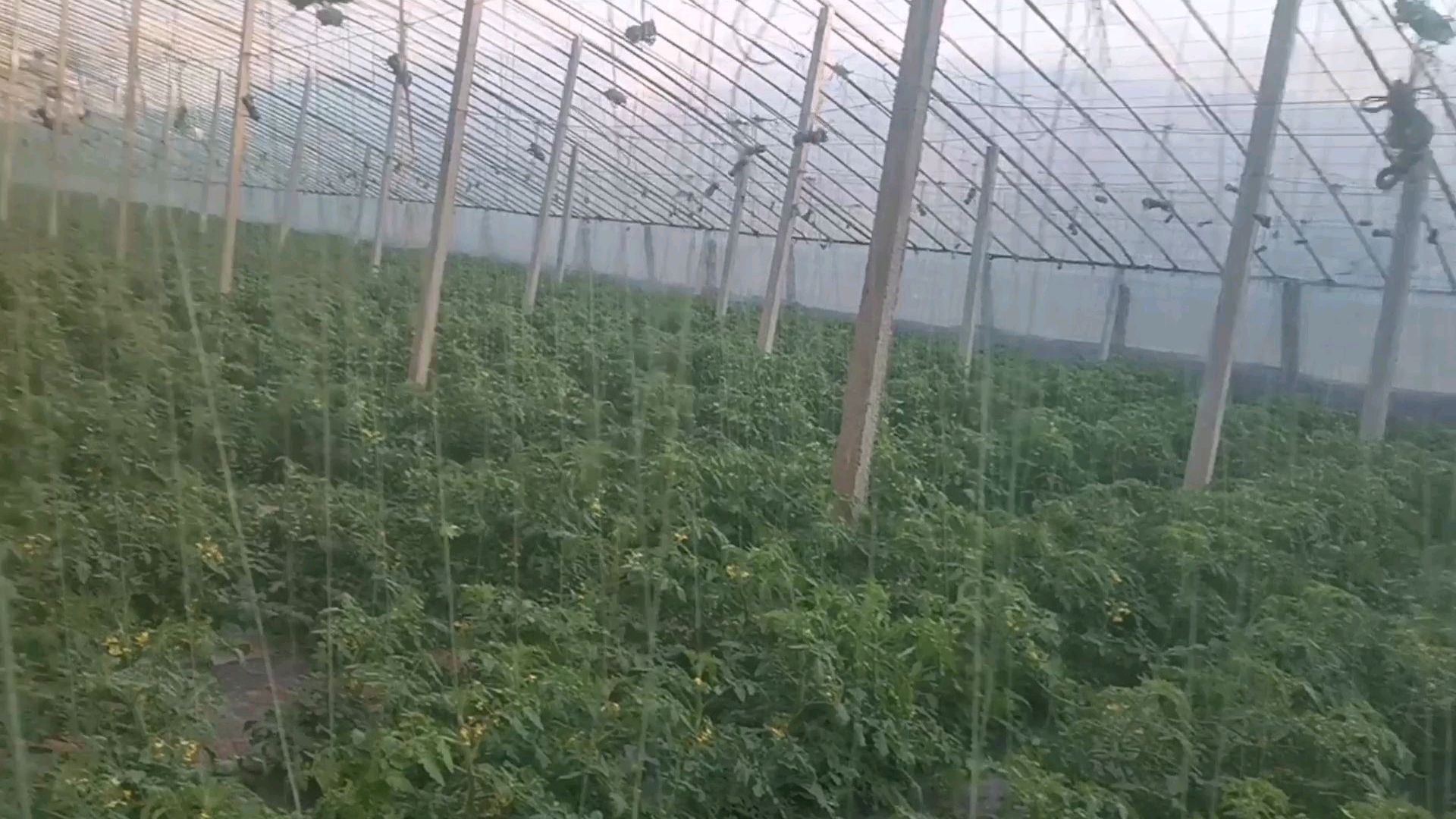 春节过后,带你走进蔬菜之乡山东寿光大棚,这里是最安全的地方