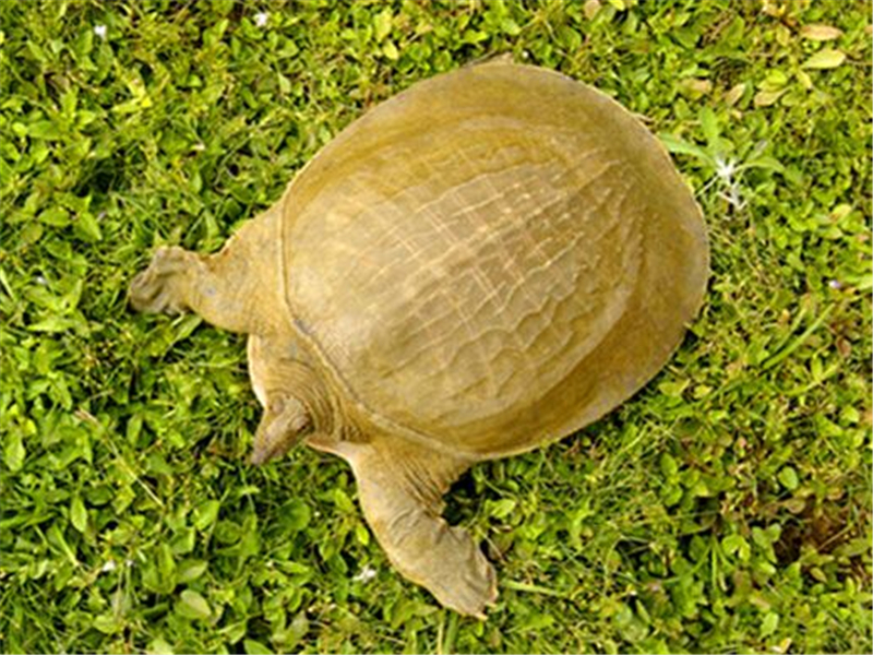 黄沙鳖的价高市场好,味美功多受人喜,温度管理很关键