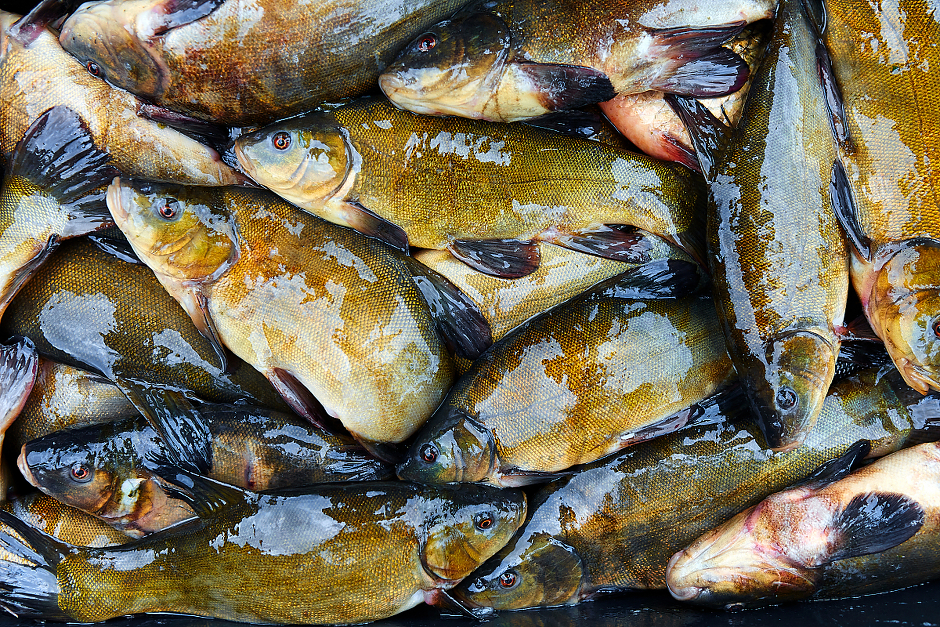 黄辣丁鱼是一种经济价值高的淡水鱼类,养殖需要清洁水质,合适的水源