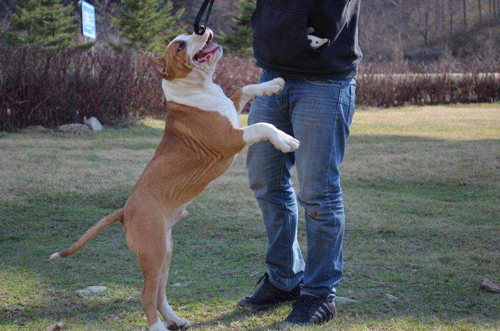 比特犬看到后落荒而逃,它被称为土耳其瑰宝,而它则是比特犬祖宗