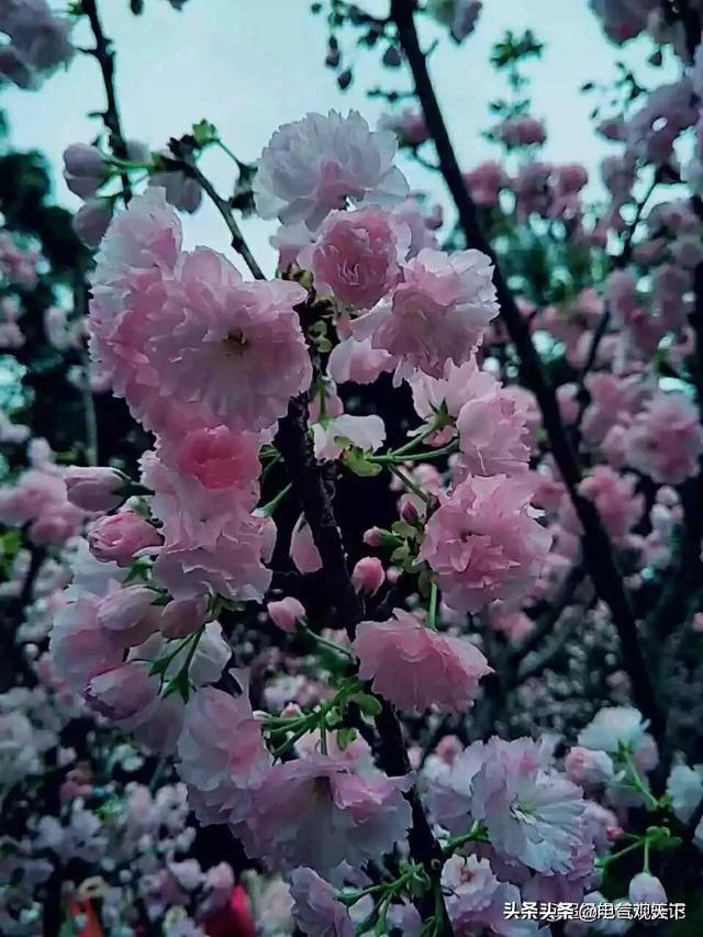 珠海圆明新园樱花节图片