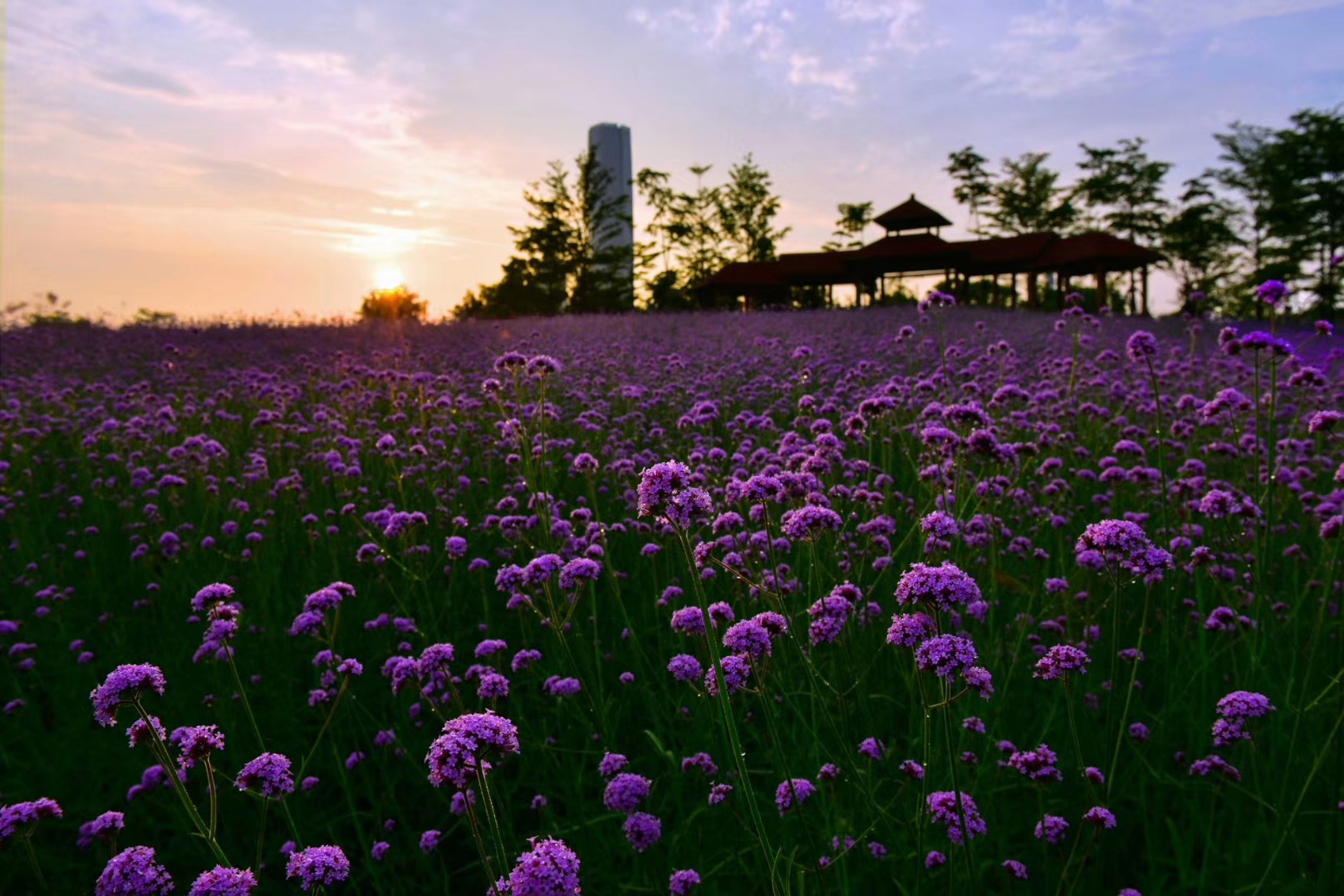 厦门园博苑内,这一片花海是薰衣草吗?