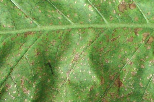 烟草气候斑病怎么防治?烟草病虫害防治方法