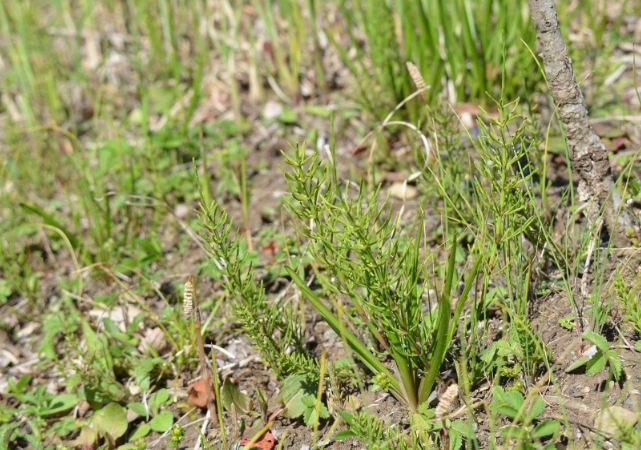 对于以前美国的淘金者来说,这种草可是有可能让他们一夜暴富的.