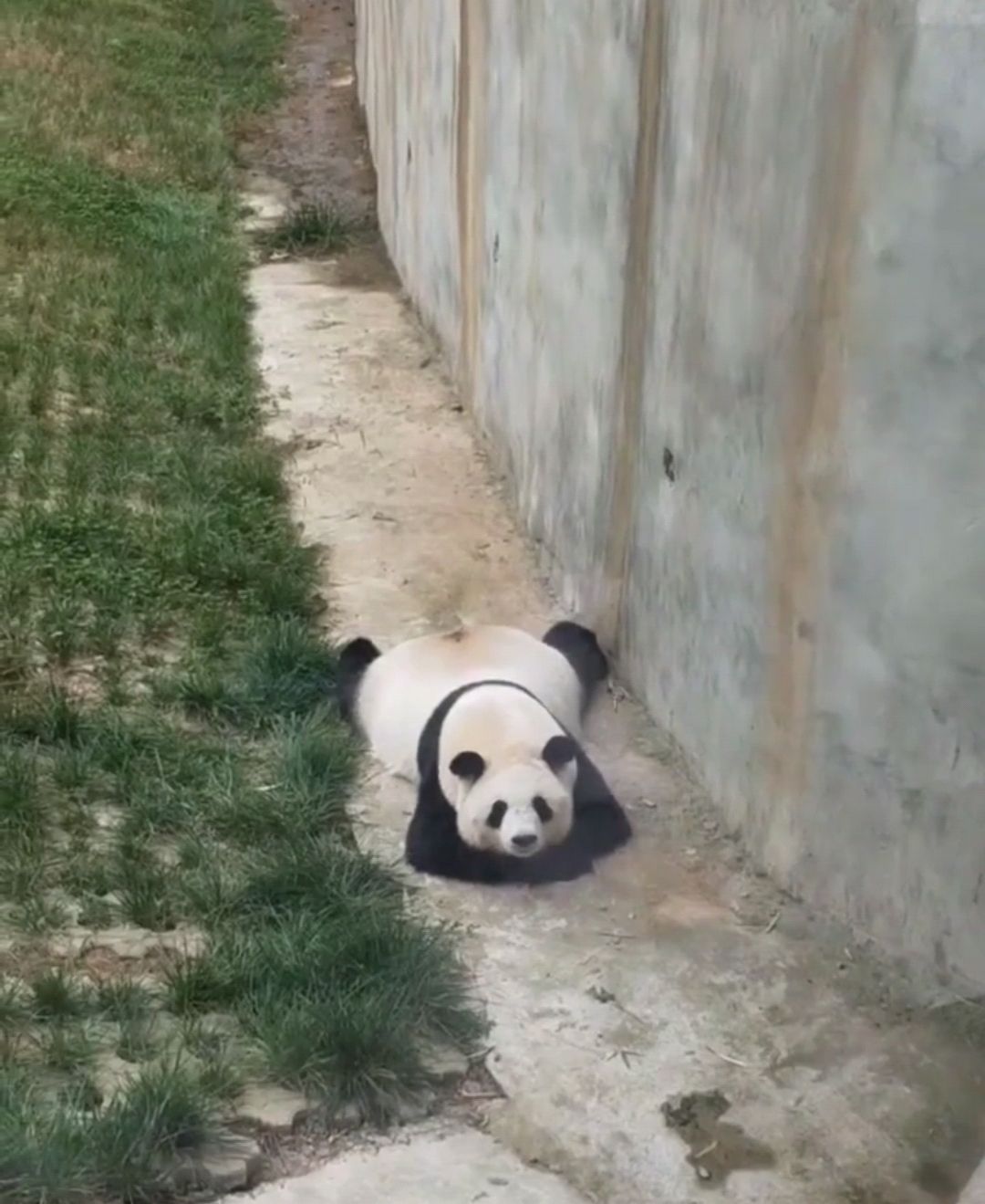 熊猫趴地表情包图片