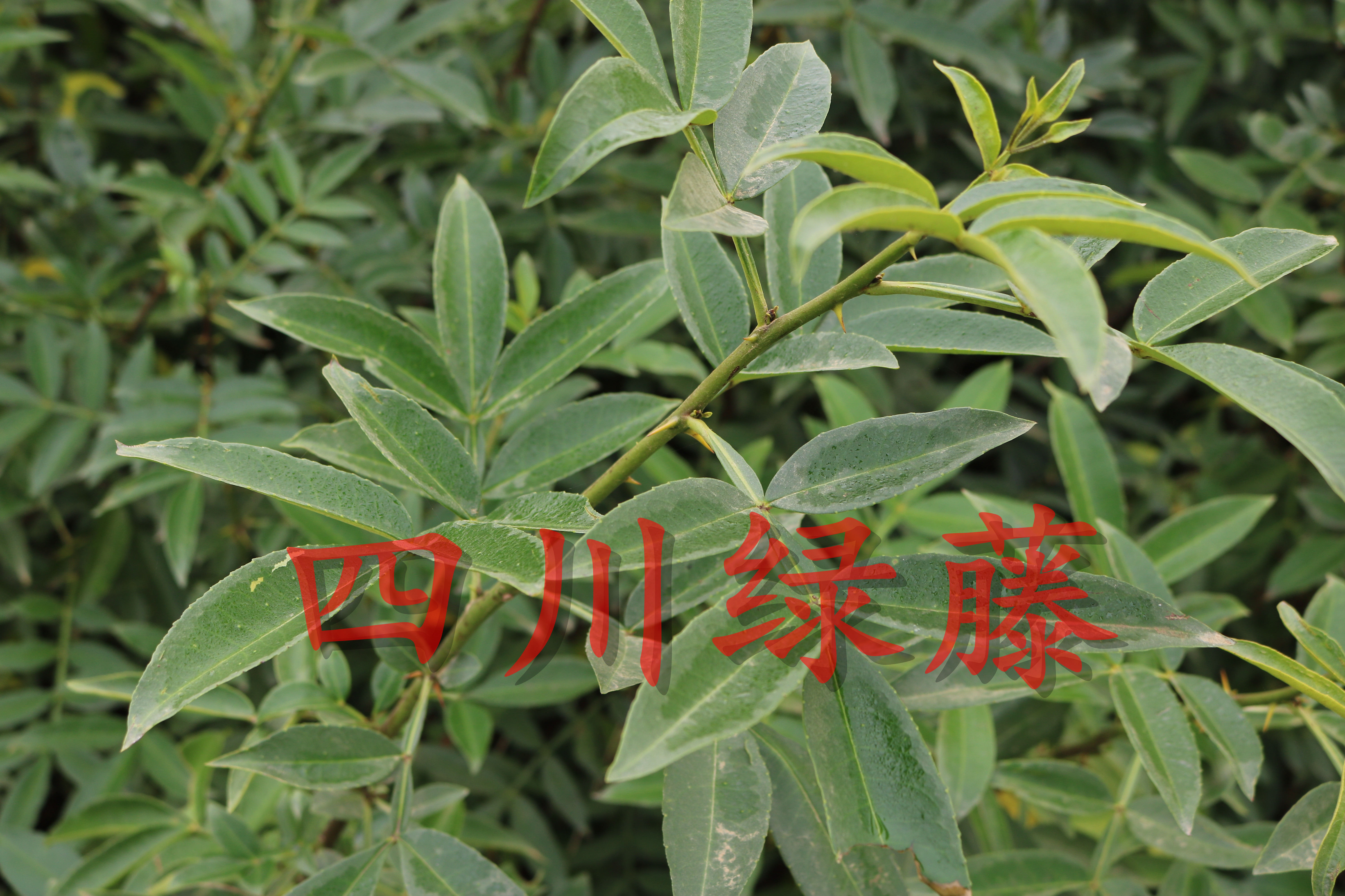 识别嫁接无刺藤椒苗花椒苗的方法暨展示无刺藤椒苗的成长历程