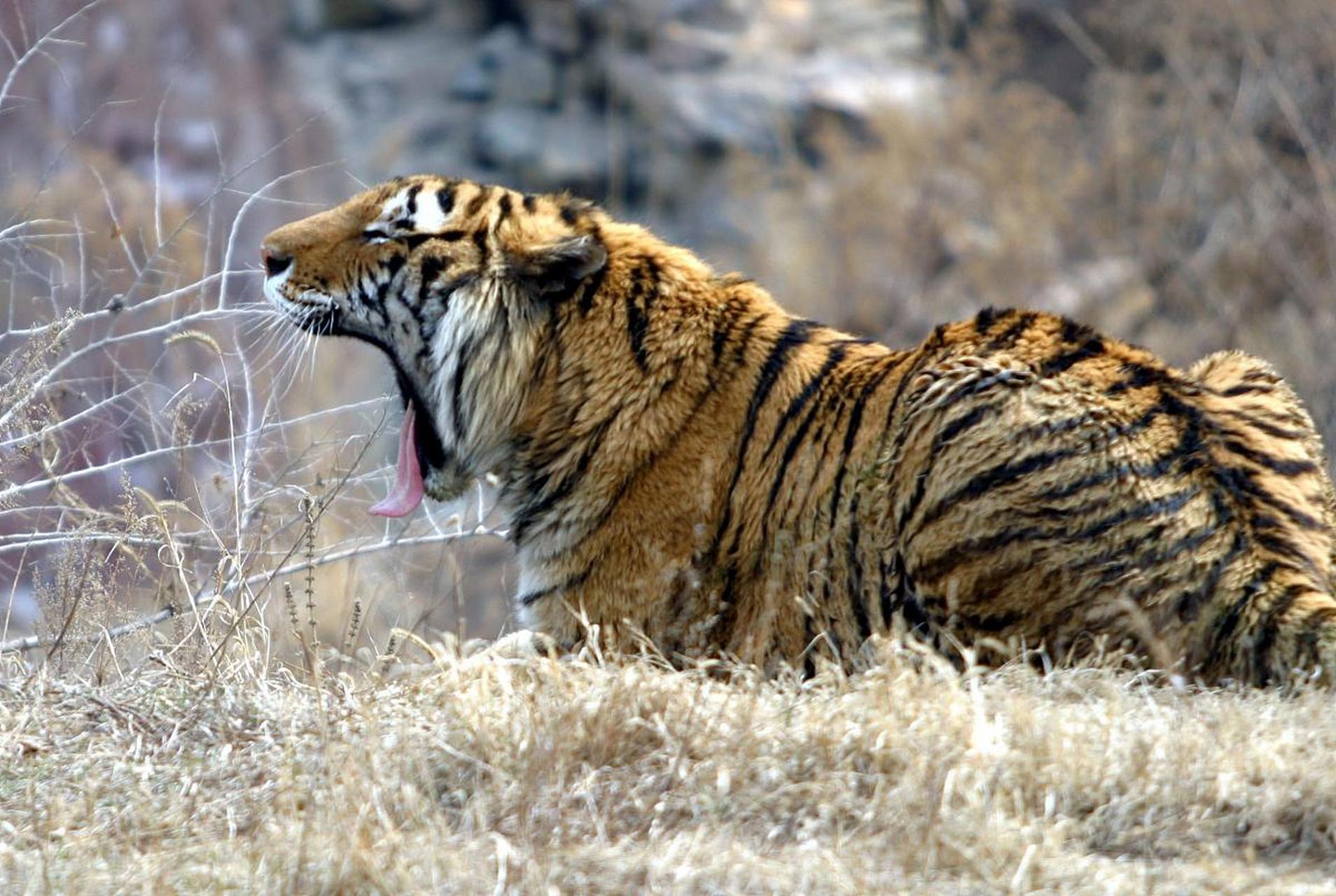 黑龙江惊现两只野生东北虎!太刺激了吧!这可真是让人又惊又喜啊.