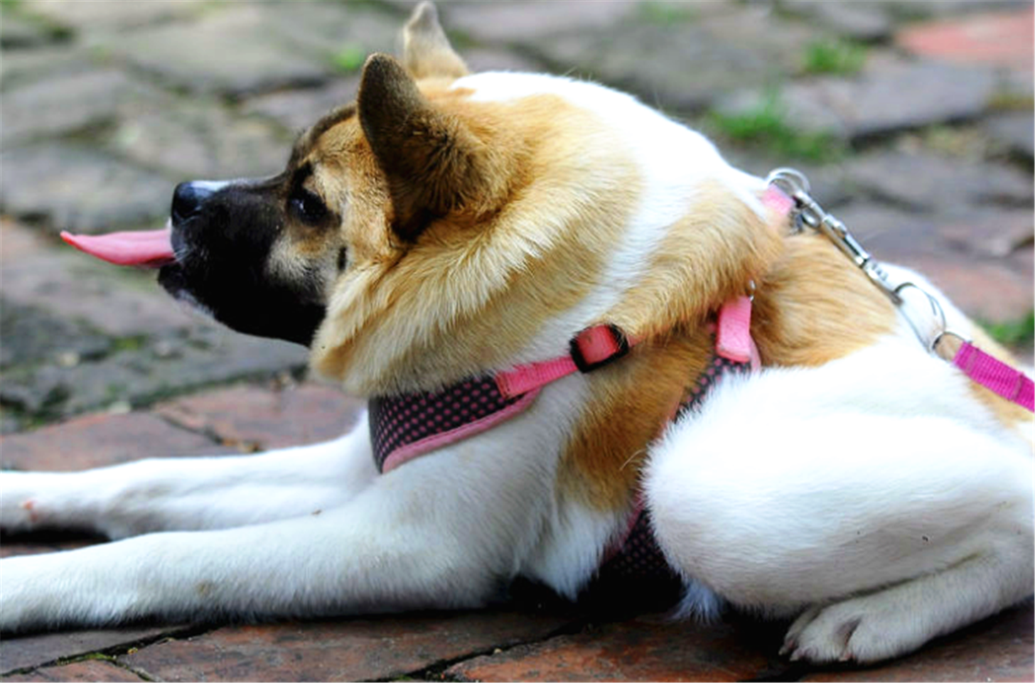 据科学家介绍,它们有可能让人类的生命延长到200岁.