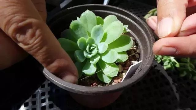 多肉修剪技巧,剪1根长1盆,再也不用在外面买了!划算!