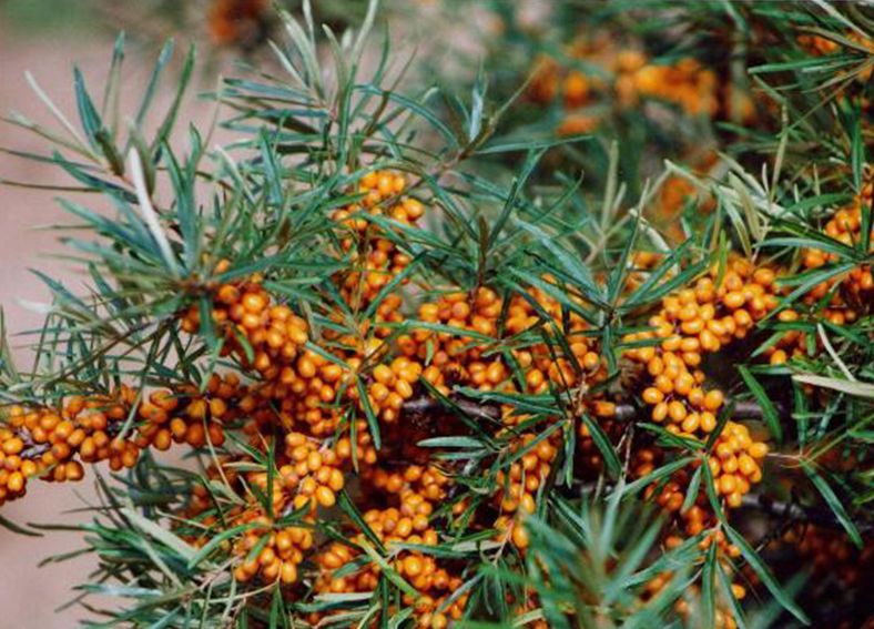 舌尖上的沙棘:邂逅蚂蚁森林,让越来越多的人知道沙棘,还很好吃