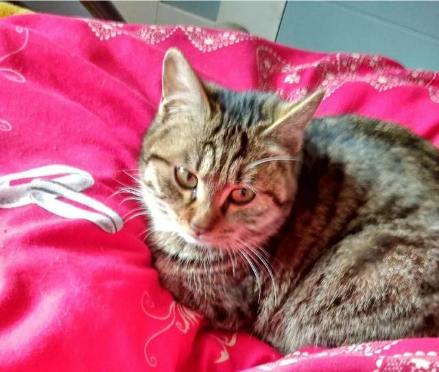 有人说农村的土猫不行,为何有这种说法?