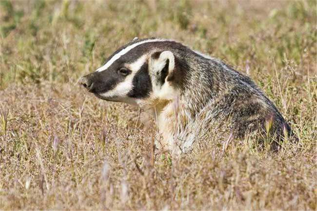 豬獾進入不同階段,飼養和管理方法不同,正確養殖提升豬獾成活率