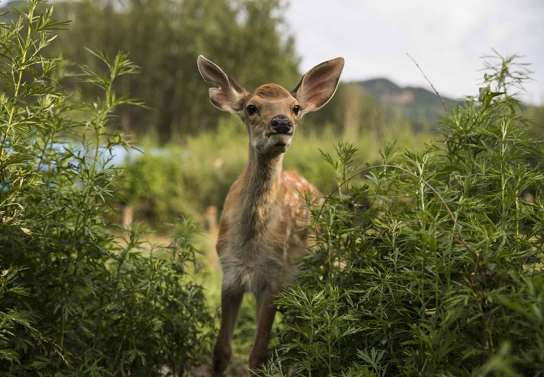 小雨的淡定自若,小芳的独立从容,小梅的美好向往,构