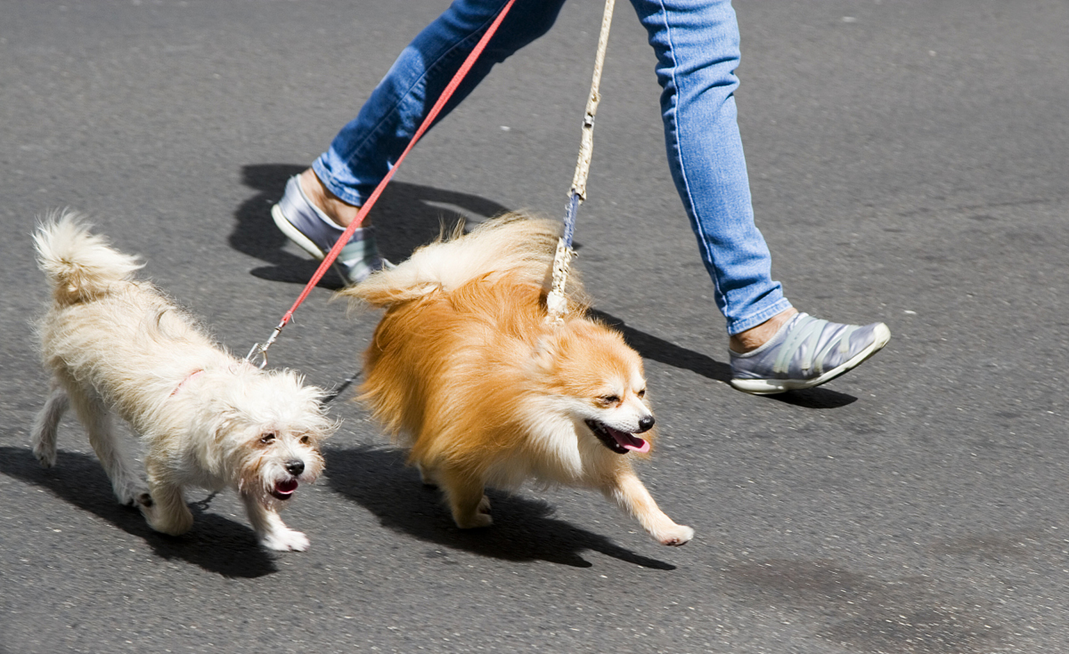 那么,遛狗不牵狗绳违法吗?应该如何处罚呢?