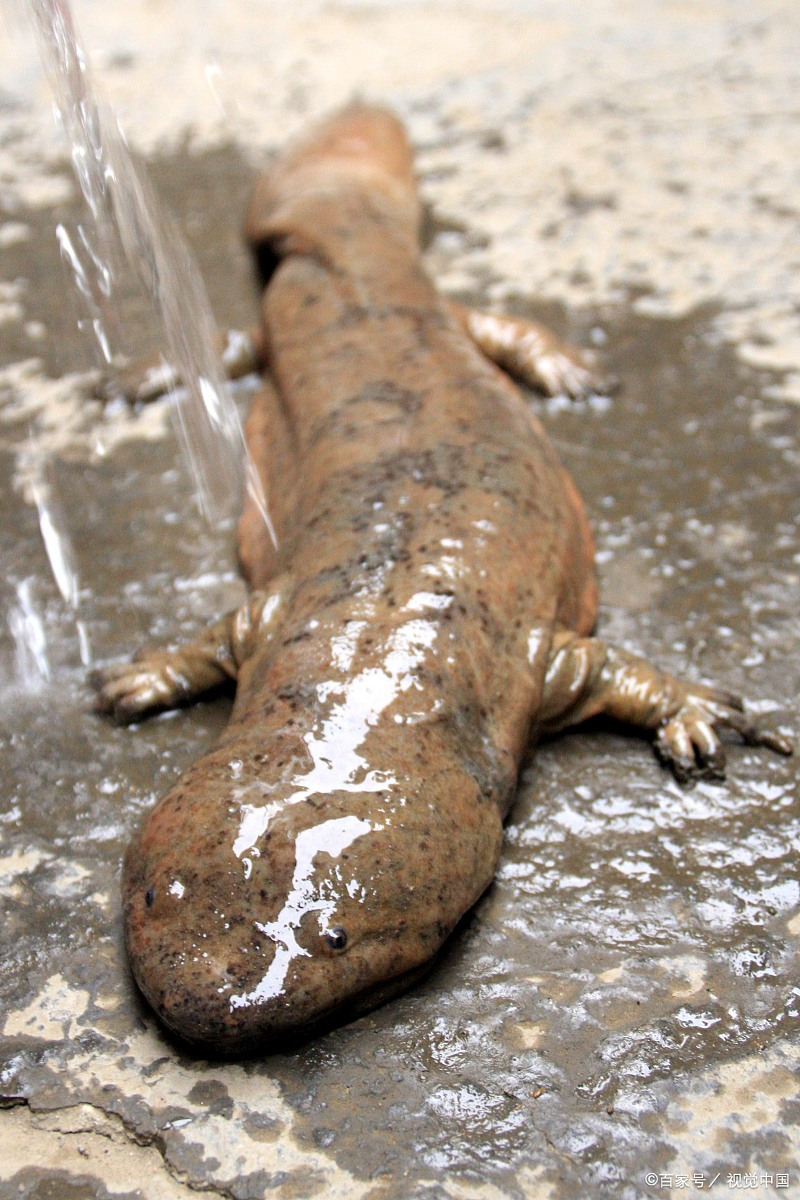 长1.35米,重45斤:宁波溪流发现"巨型"娃娃鱼,脚像婴儿手掌