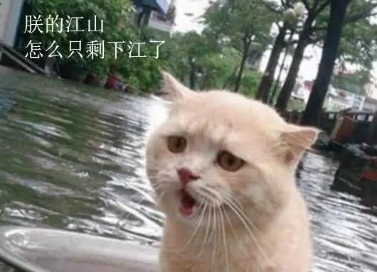 下暴雨涨大水,主人撤离时把猫咪放在盆里,猫咪的表情亮了,笑哭